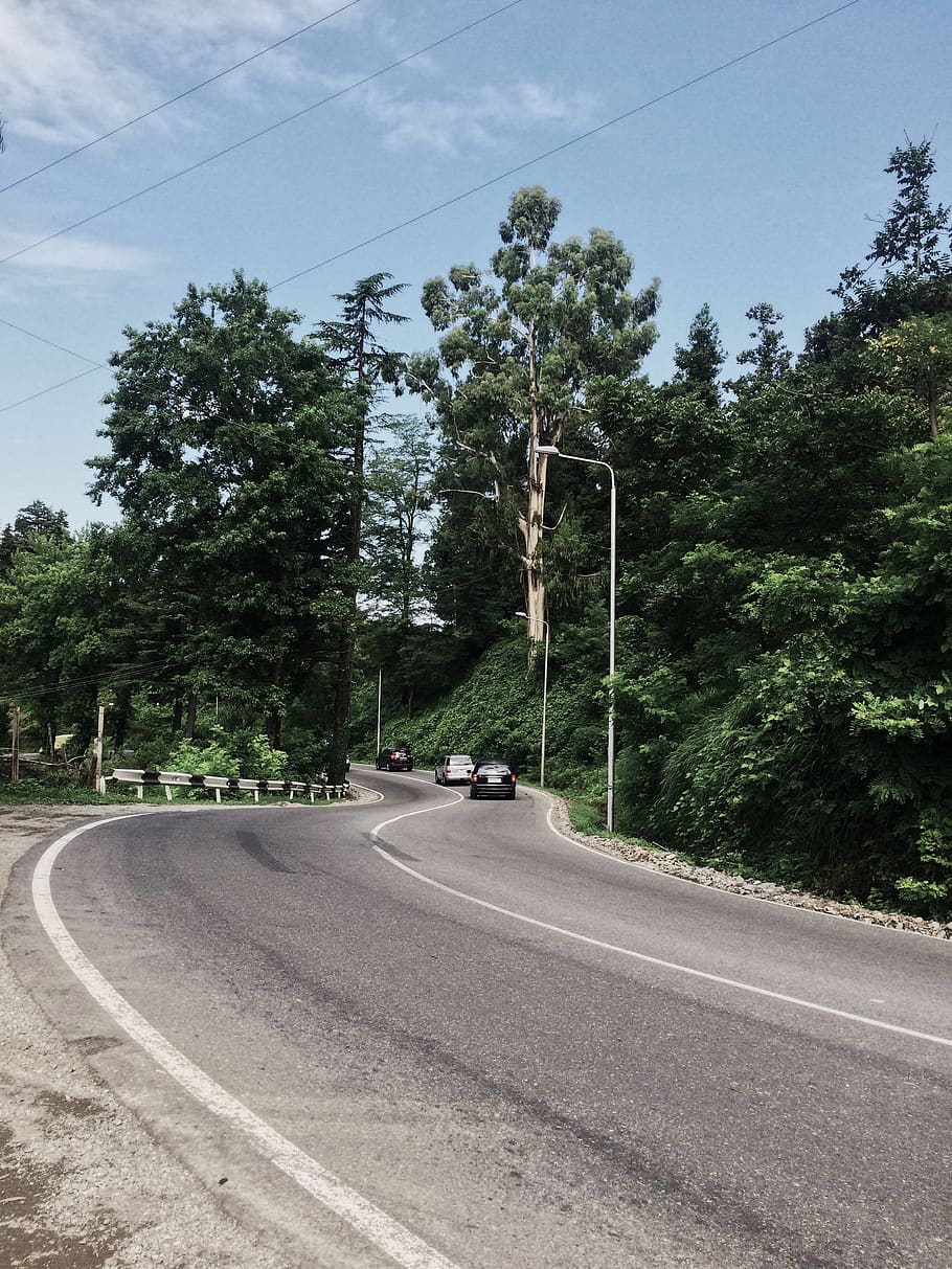 georgia, batumi, trees, forest, cars, way, road, plant, transportation HD wallpaper