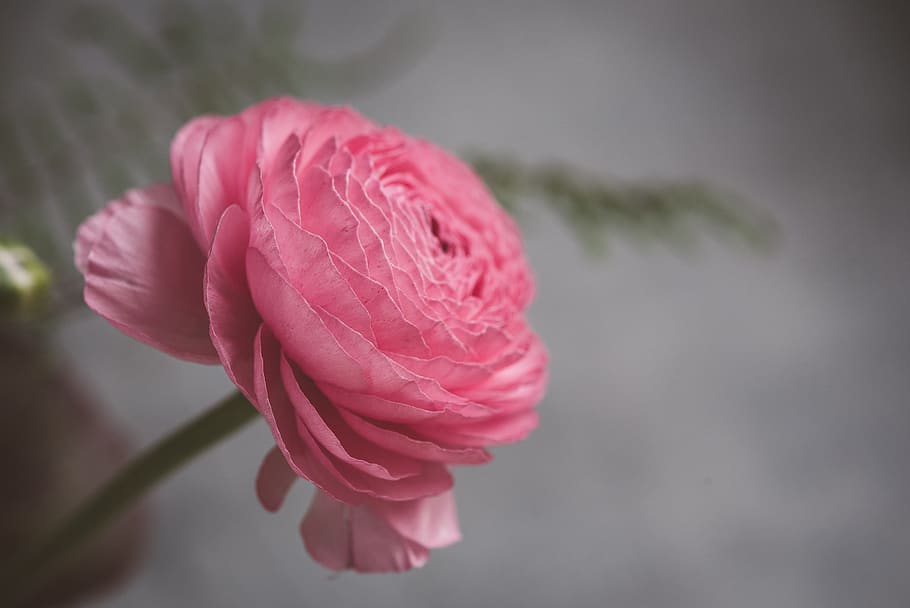flower, ranunculus, blossom, bloom, spring flower, close up HD wallpaper