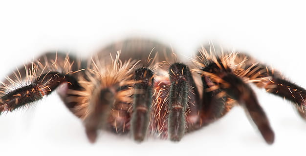 spider, unusual, closeup, isolated, photo, creepy, hairy, natural HD wallpaper