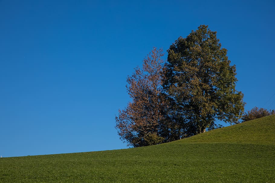 tree, hill, landscape, sky, scenic, meadow, grass, plant, blue HD wallpaper