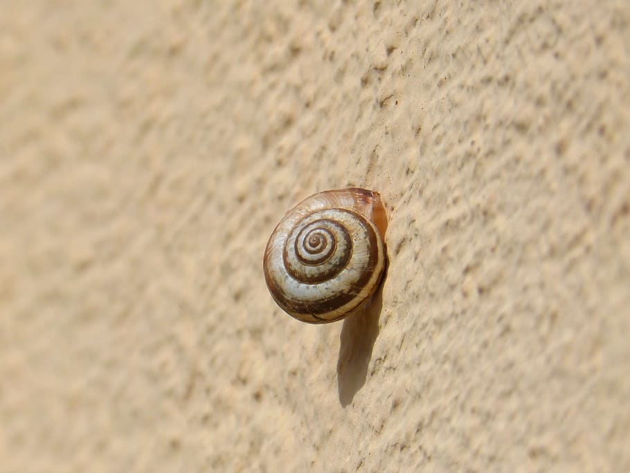 snail, contrast, spiral, small, black and white, animal wildlife HD wallpaper
