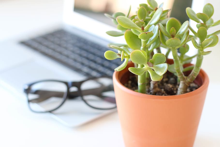 plant, growth, potted plant, plant part, leaf, green color HD wallpaper