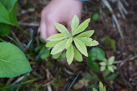 nature, environment, protection, hand, plant, bio, green, earth HD wallpaper