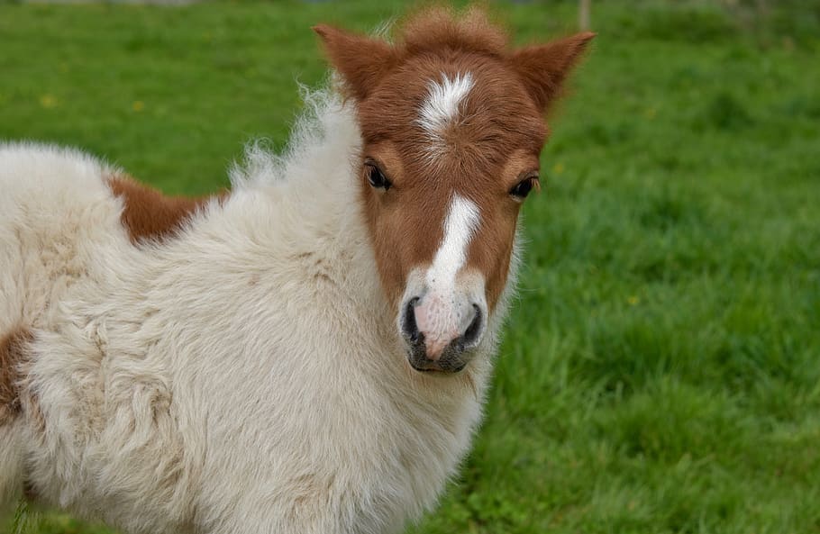 shetland pony, pony jarod, small horse, foal, pony colour brown white, HD wallpaper
