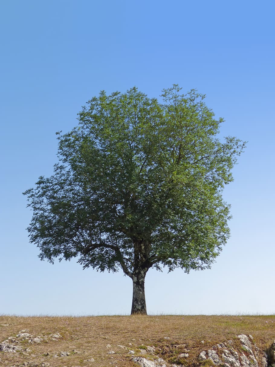 tree, green, symbol, prado, isolated tree, plant, sky, field HD wallpaper