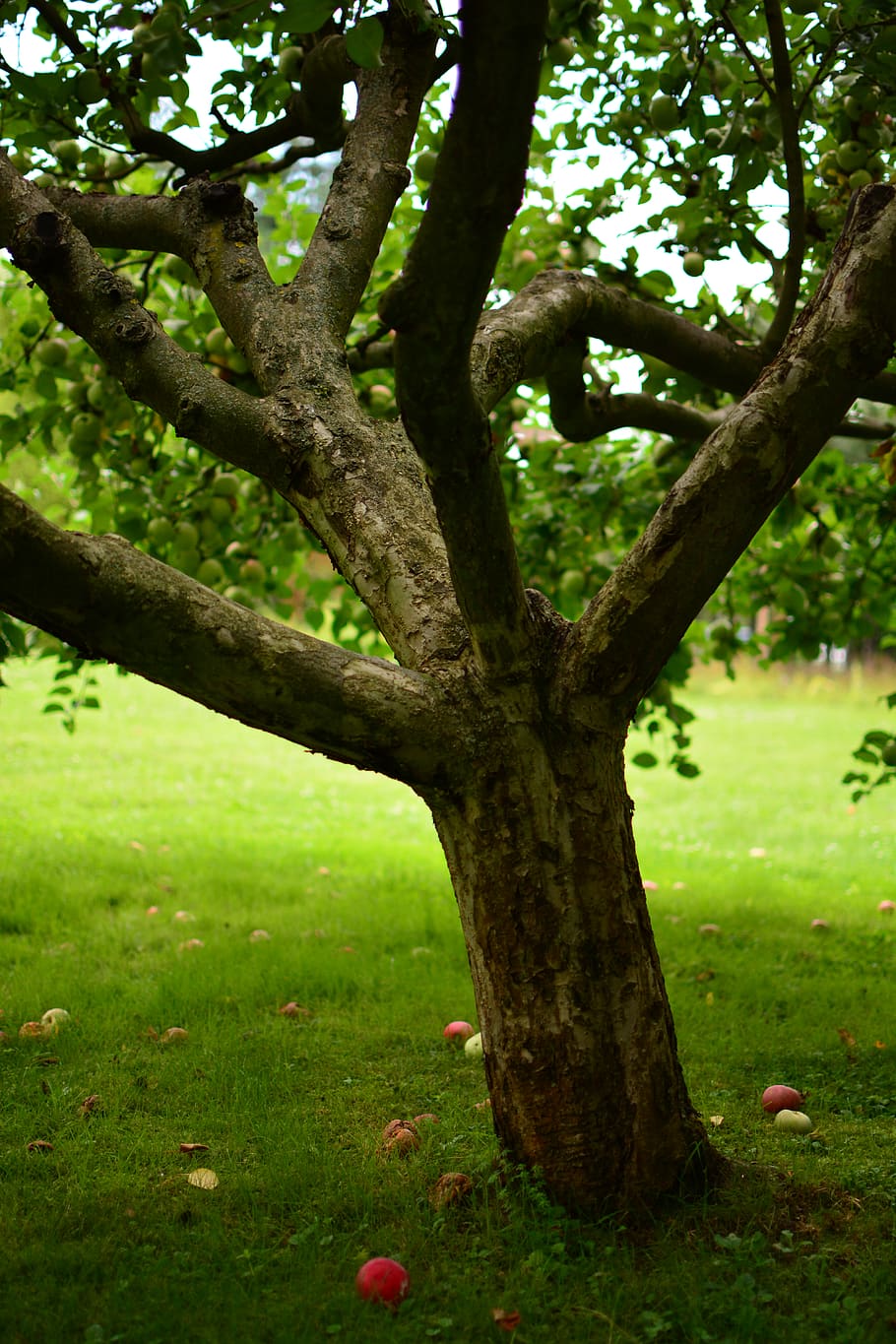apple tree, garden, summer, plant, tree trunk, nature, grass HD wallpaper