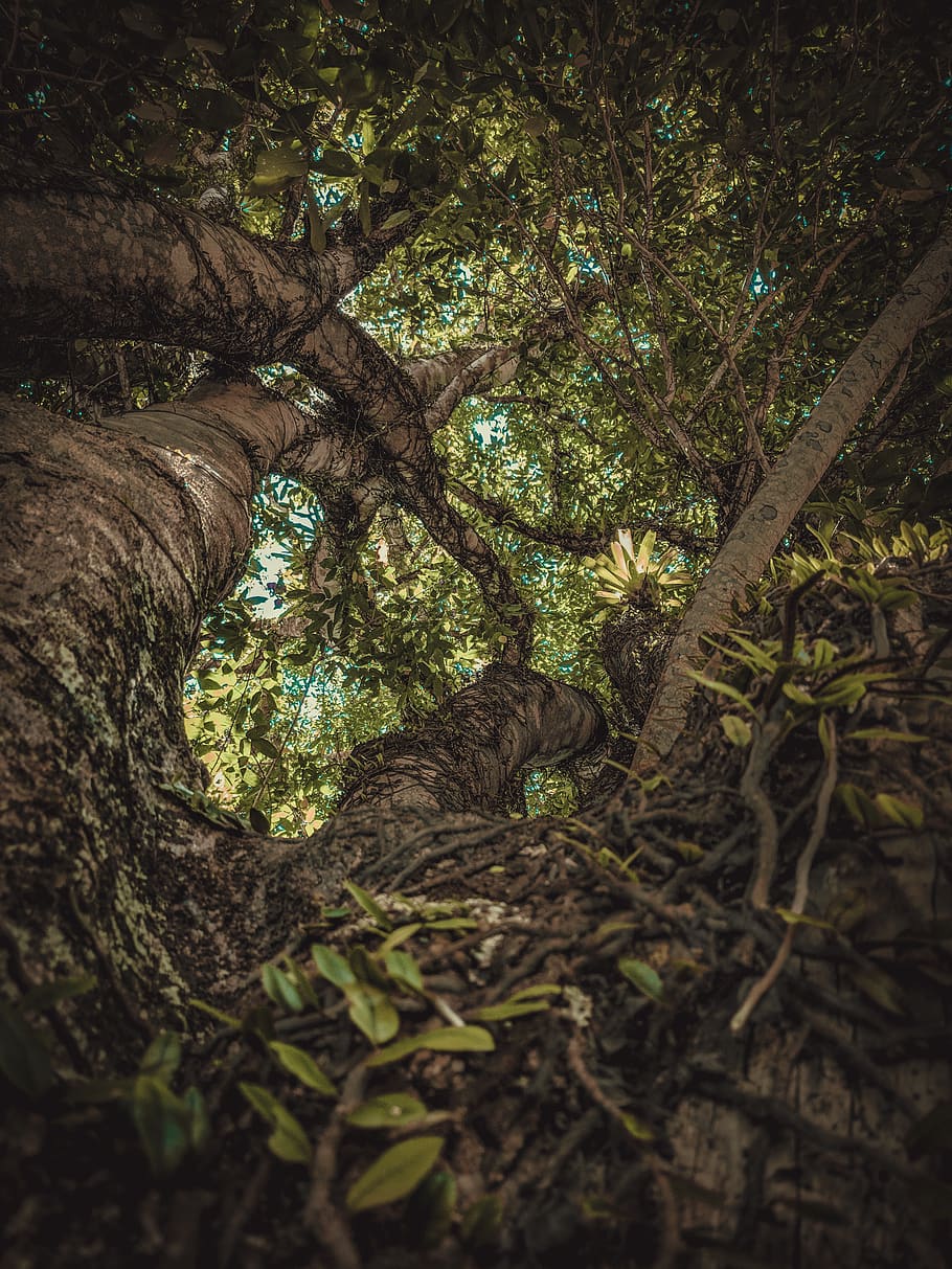 vines crawling on tall green tree, plant, tree trunk, una, brazil, HD wallpaper