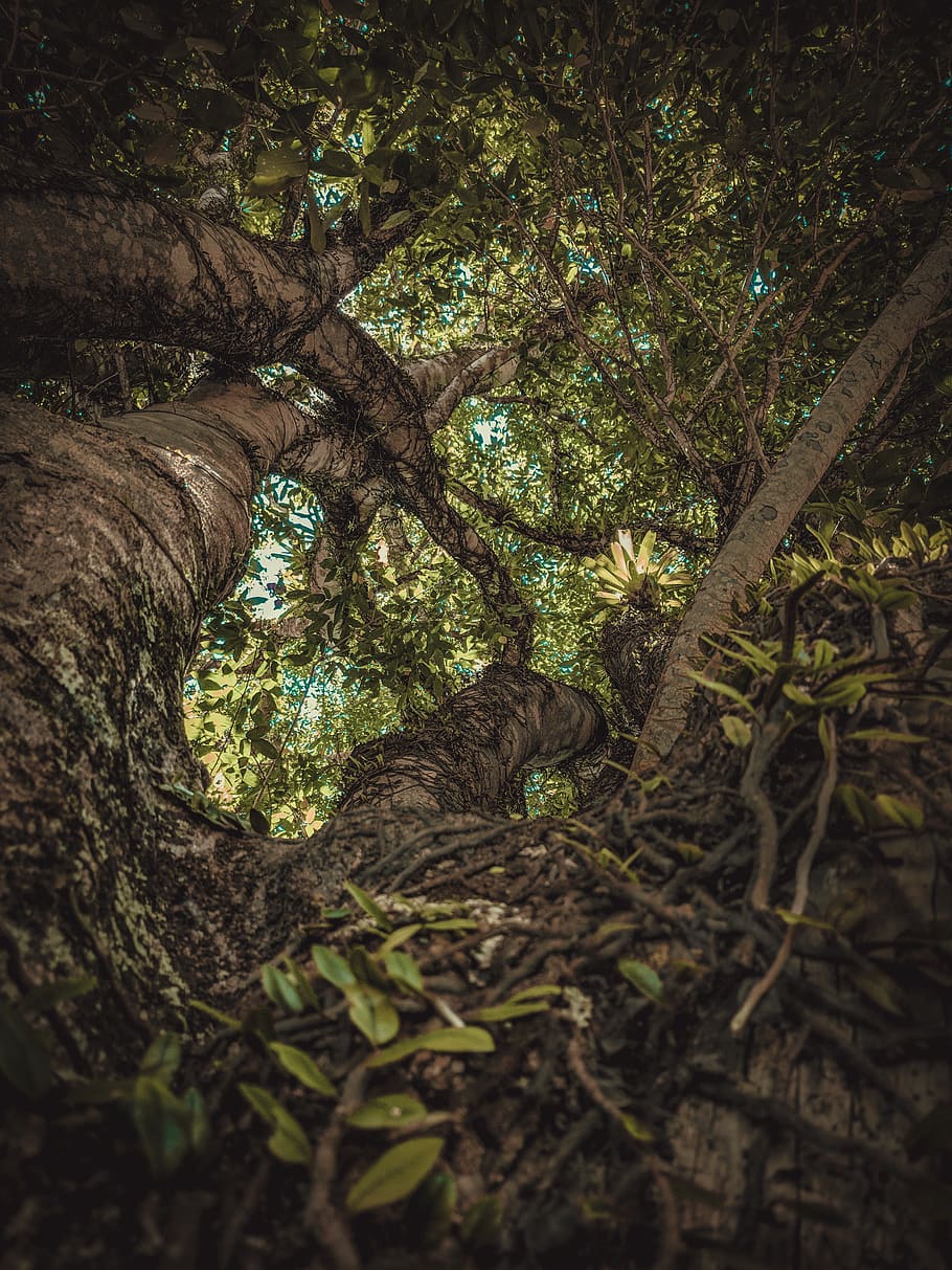 vines crawling on tall green tree, plant, tree trunk, una, brazil