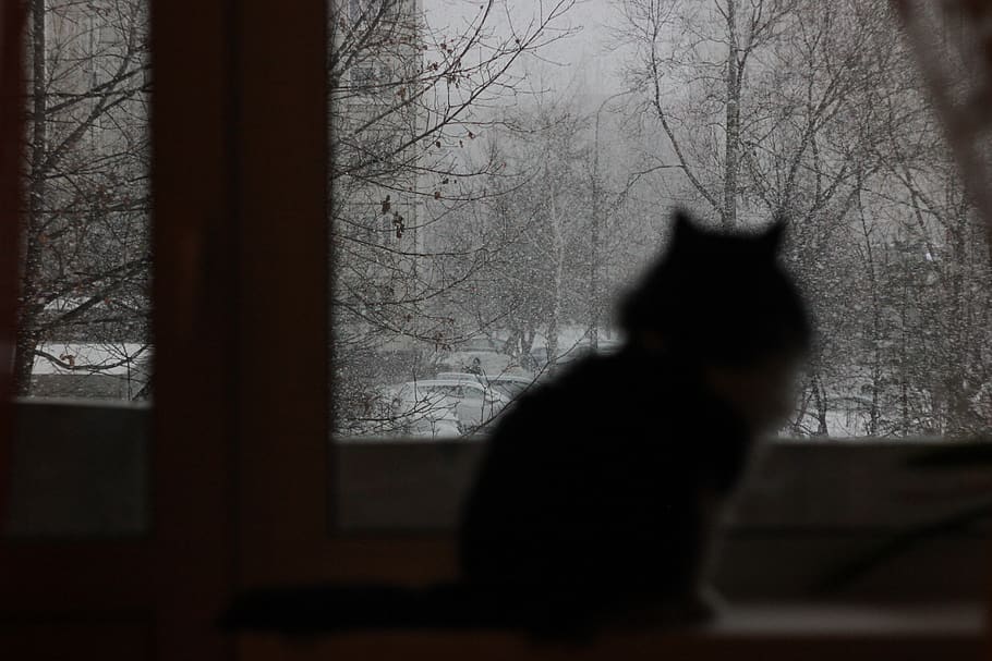 cat, snow, winter, window, blizzard, cold, apartment, mammal HD wallpaper