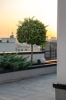 iran, tehran, darrous, plant, architecture, tree, nature, built structure HD wallpaper