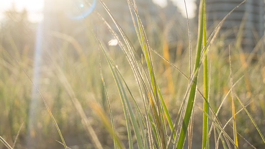 Selective Focus Photography of Green Grass, blurred background HD wallpaper