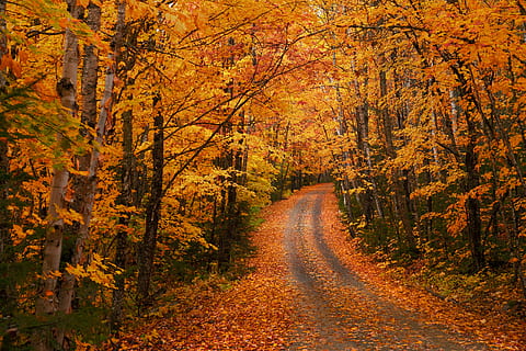 road between trees, path, forest, woodland, autumn, fall, leaf HD wallpaper