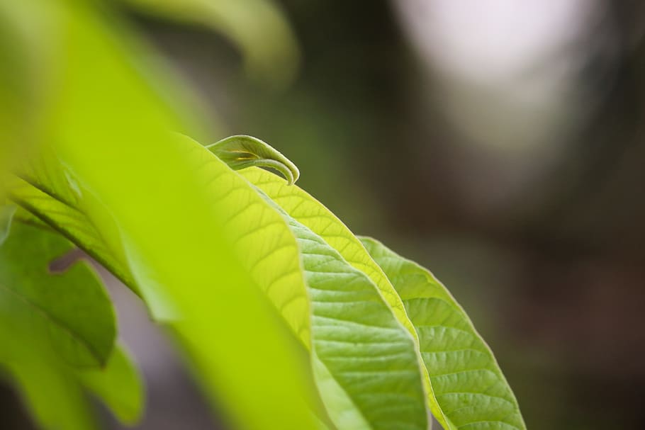 leaf, wide, wallpaper, green, leaves, new, life, still, born HD wallpaper