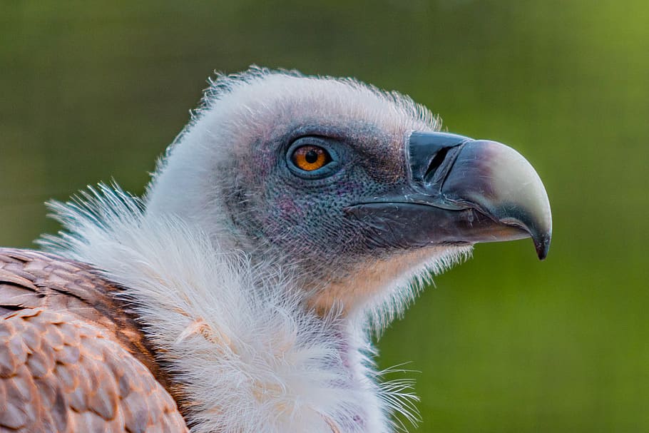 white and brown eagle, animal, bird, one animal, animal wildlife HD wallpaper