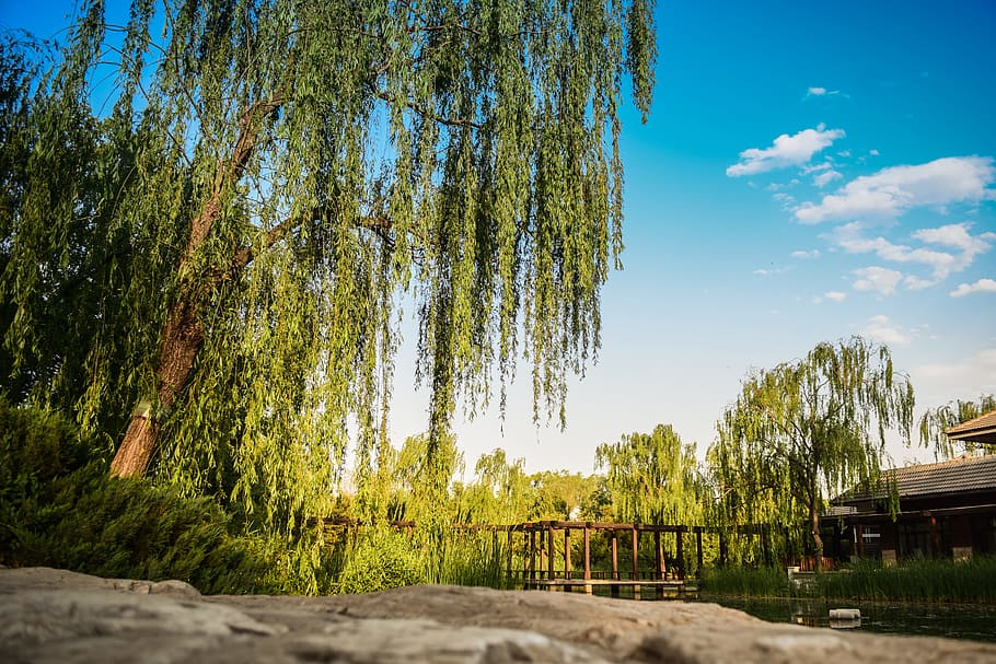 green, trees, forest, zen, sunshine, blue, sky, clouds, nature HD wallpaper