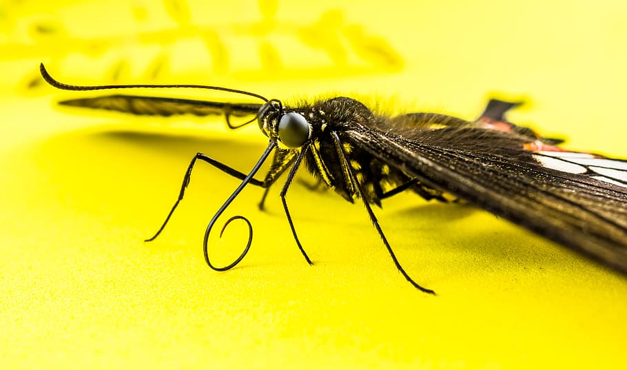 Closeup Shot of Black Butterfly on Yellow Surface, close-up, insect HD wallpaper