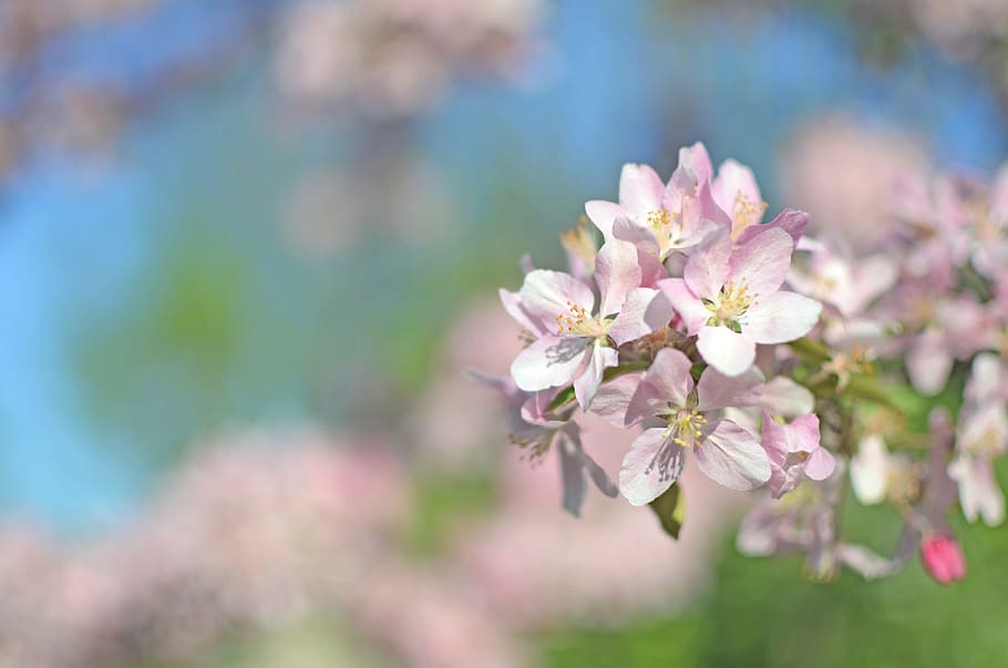 purple flowering tree during daytime, plant, blossom, cherry blossom HD wallpaper