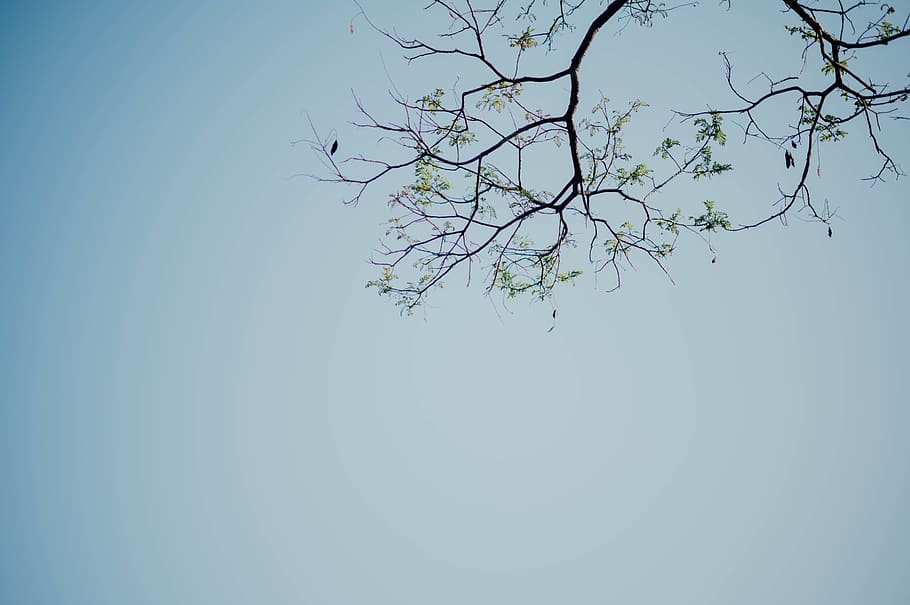 green-leafed tree during daytime, plant, animal, flower, blossom HD wallpaper