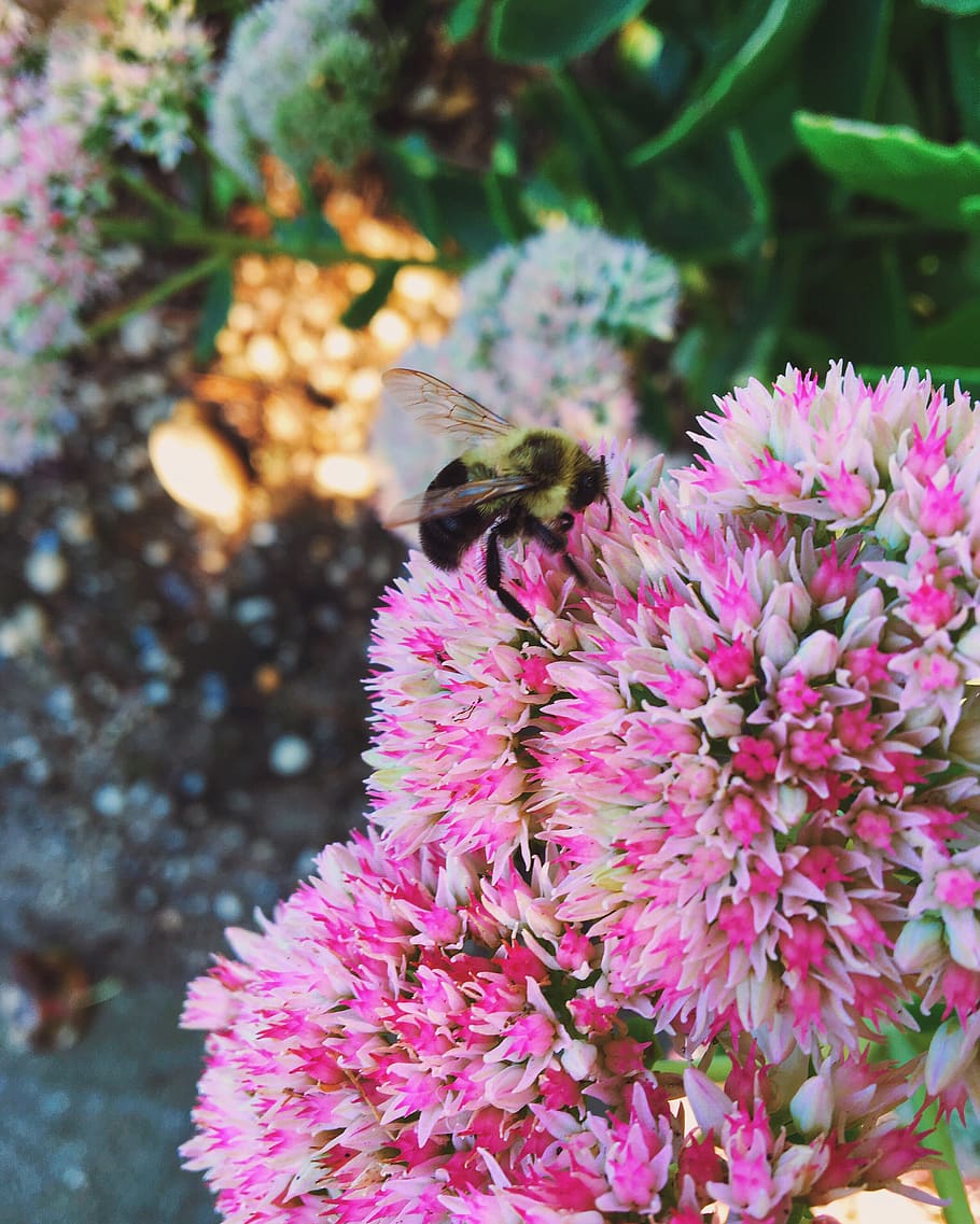 spring, flower, bug, bee, vscocam, naomitamar, nature, flowering plant HD wallpaper