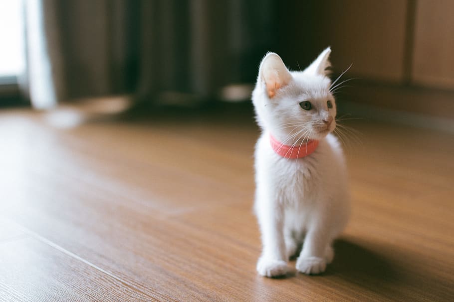 cat, one animal, animal themes, mammal, domestic, pets, flooring HD wallpaper