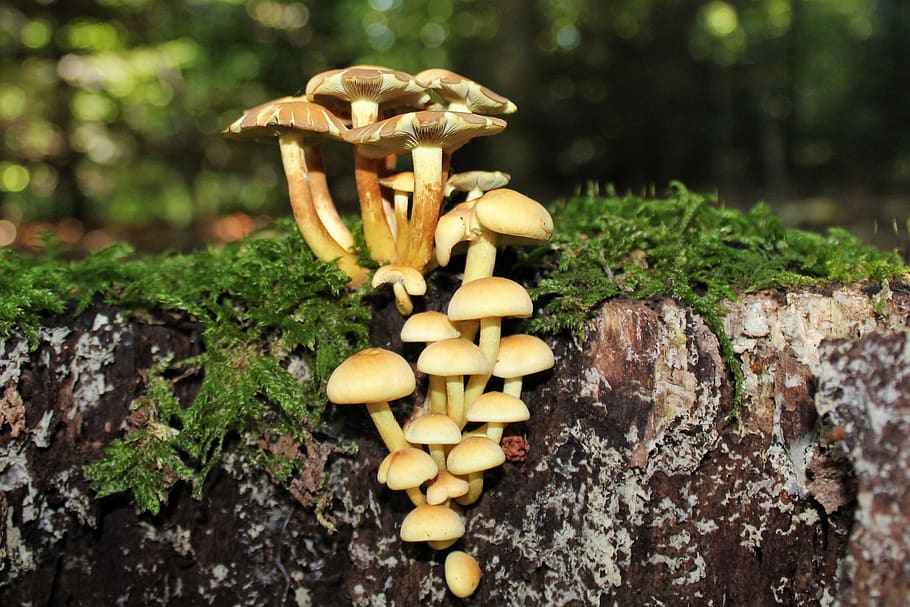 mushrooms, log, moss, forest, autumn, vegetable, fungus, food HD wallpaper