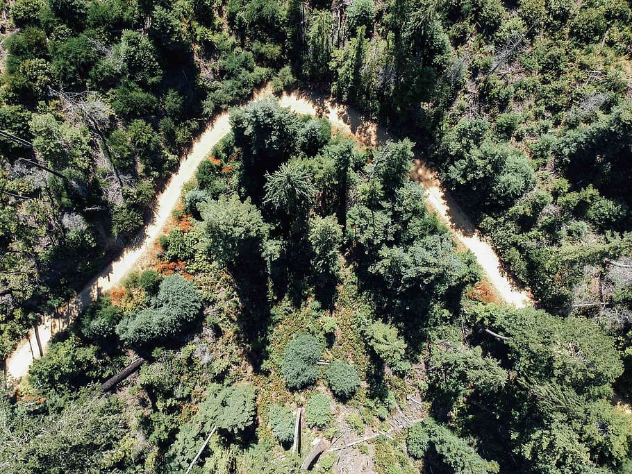 trees, forrest, hiking, hike, woods, trail, explore, drone HD wallpaper