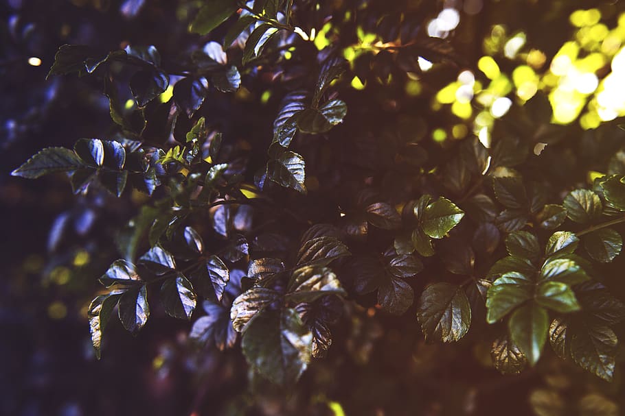 tree, leaves, backyard, texture, green, greenery, sunlight HD wallpaper