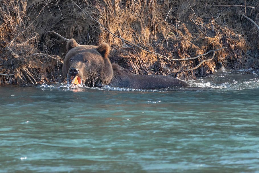 brown bear swimming at river, animal, wildlife, mammal, united states HD wallpaper