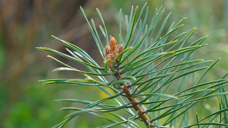 nature, plants, tree, branch, green, needles, iglak, pine, spring HD wallpaper