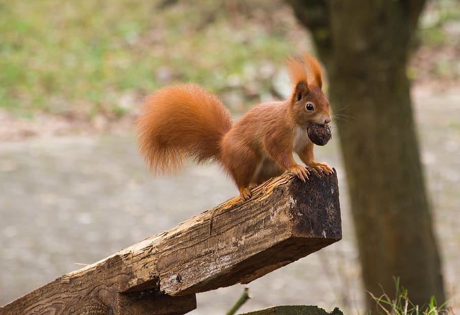 squirrel, winter, nut, nature, animal, cute, rodent, animal world HD wallpaper