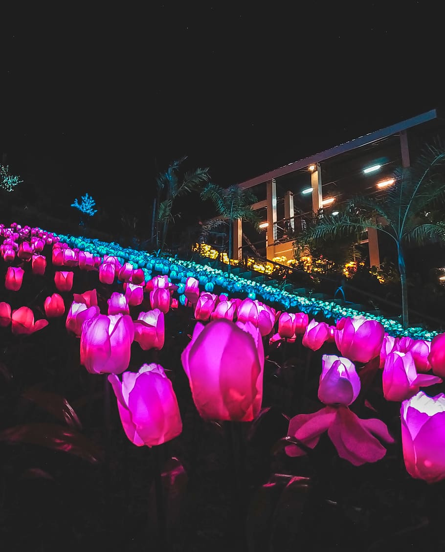 Field of Blue and Pink Tulips, art, color, dark, evening, flowers HD wallpaper