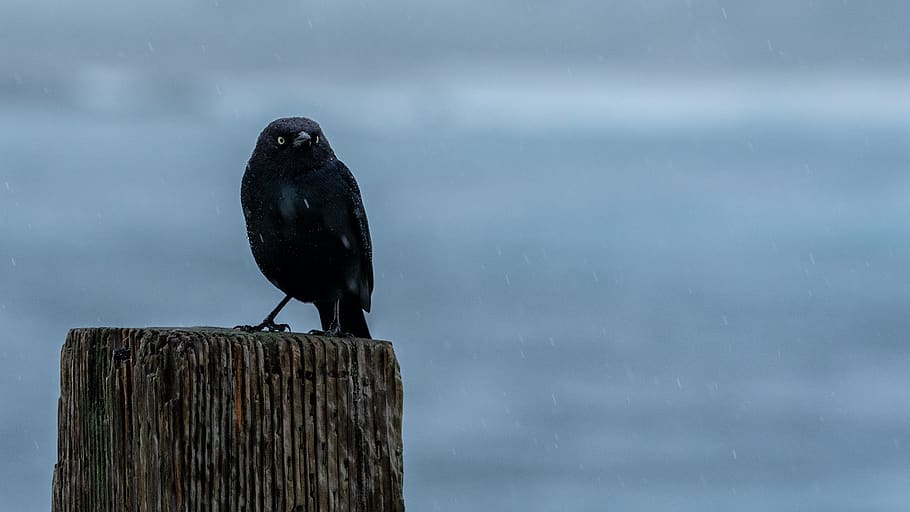 black short-beak bird, animal themes, animal wildlife, one animal HD wallpaper