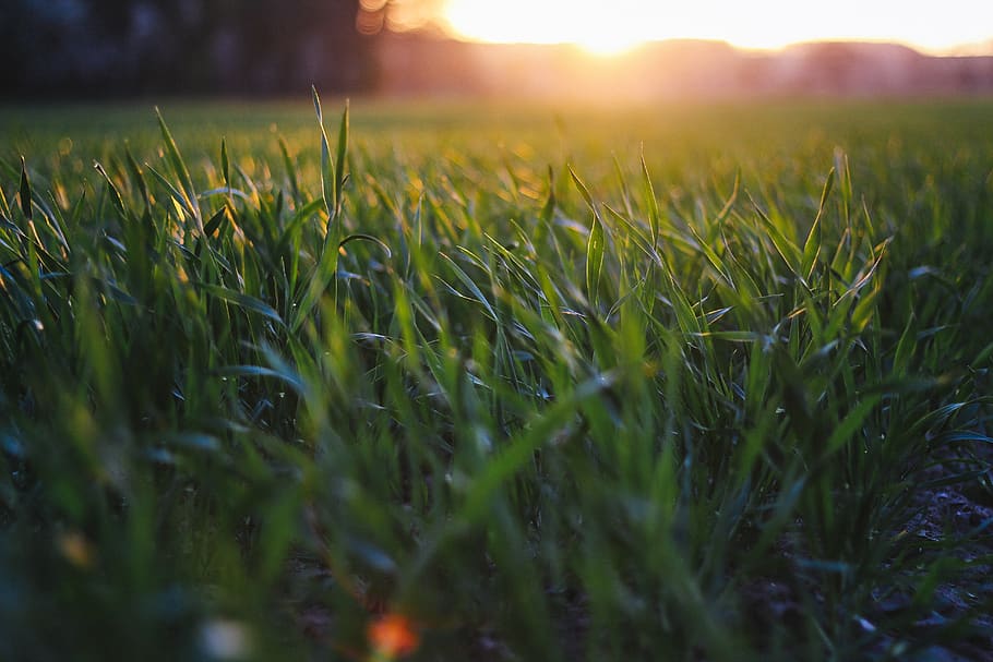 corn, field, farmer, sun, plant, land, landscape, selective focus HD wallpaper