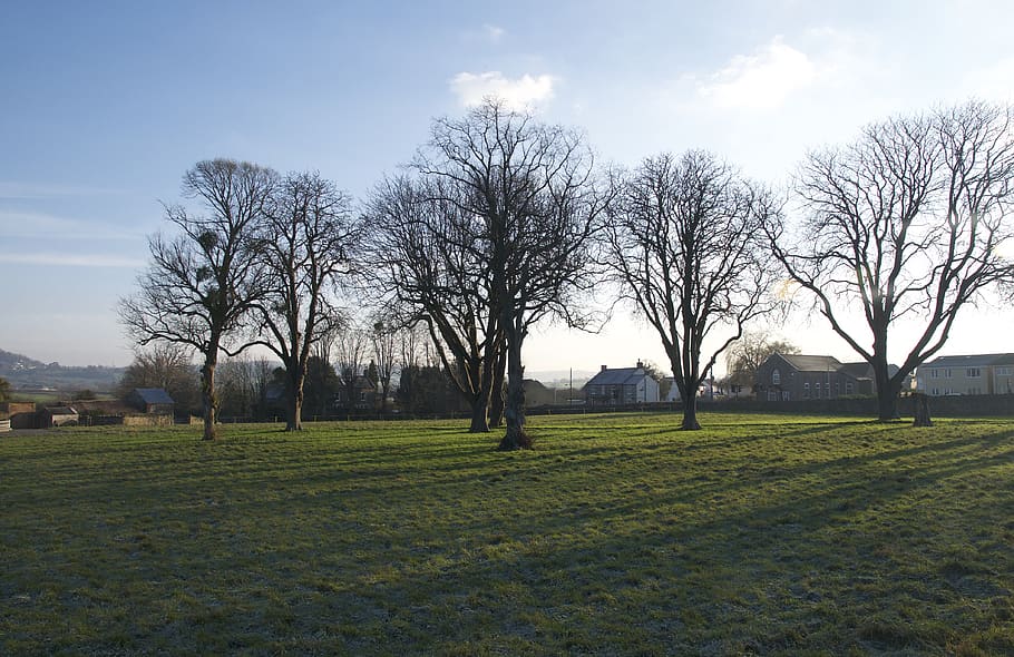 uk, gloucester, trees, sky, plant, bare tree, grass, tranquility HD wallpaper