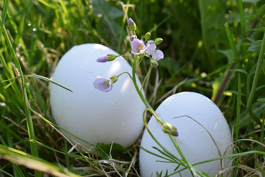 easter, egg, spring, easter eggs, easter decoration, easter nest HD wallpaper
