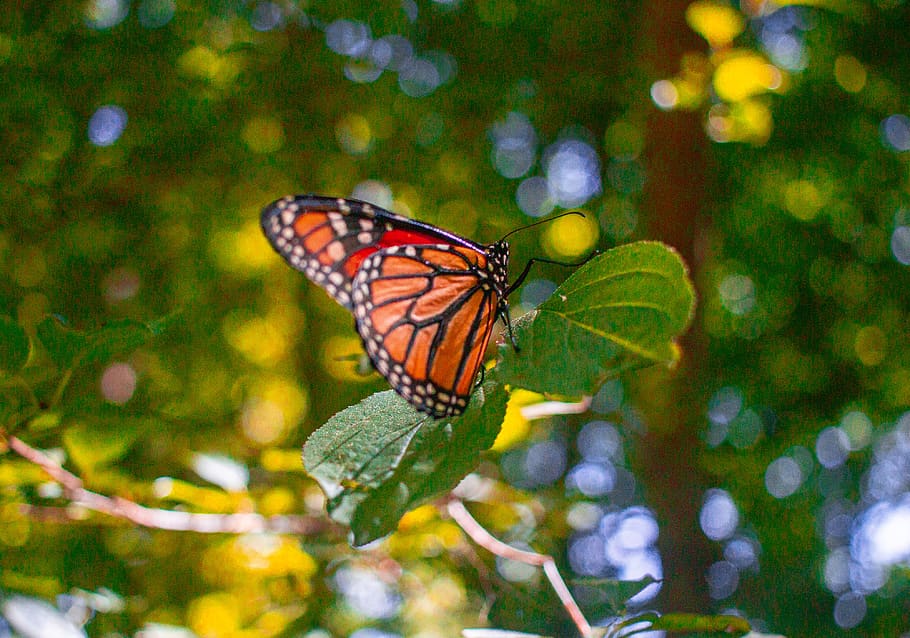 canada, goderich, animal themes, animal wildlife, insect, animal wing HD wallpaper