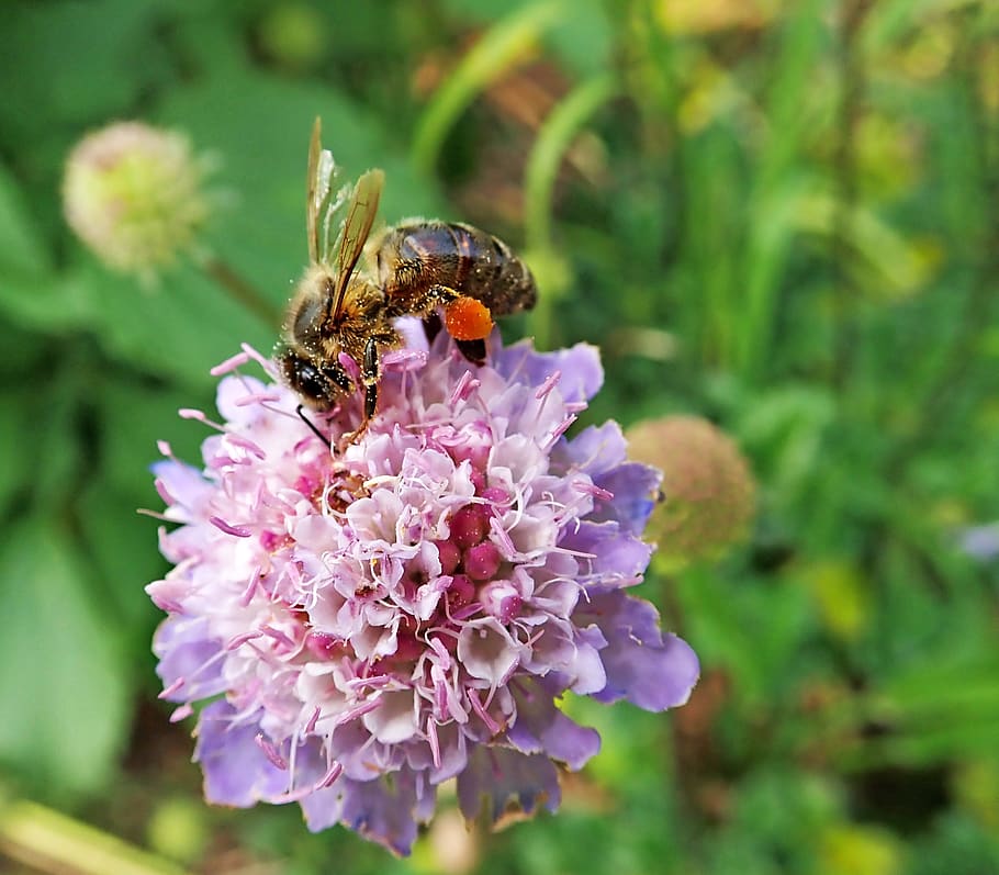 bee, insect, scabious, flower, pollen, garden, nature, flowering plant HD wallpaper