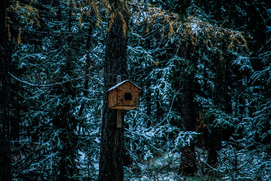 birdhouse on tree trunk, plant, forest, no people, nature, growth HD wallpaper