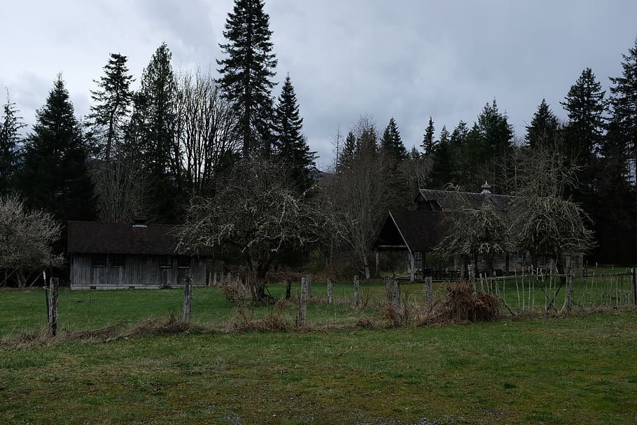 fir, abies, plant, tree, outdoors, nature, building, shelter HD wallpaper