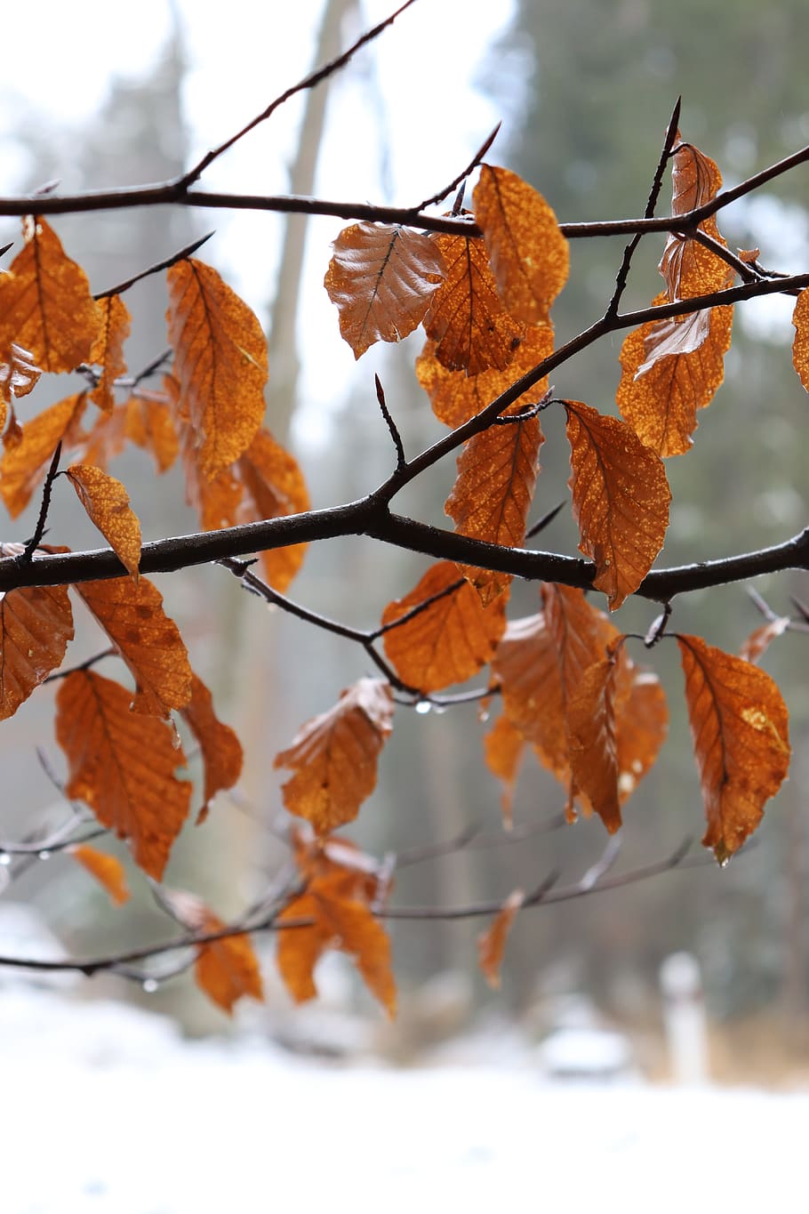 winter, foliage, tree, nature, cold, forest, frost, branches HD wallpaper
