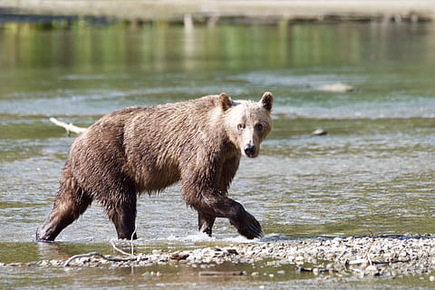 kanada, likely, animal, animal themes, water, animal wildlife HD wallpaper