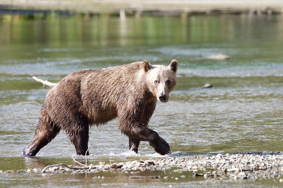 kanada, likely, animal, animal themes, water, animal wildlife HD wallpaper