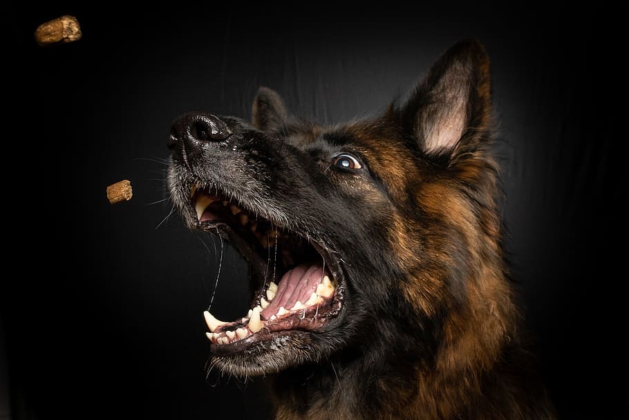 brown and black medium-coated dog opening mouth, animal, german shepherd