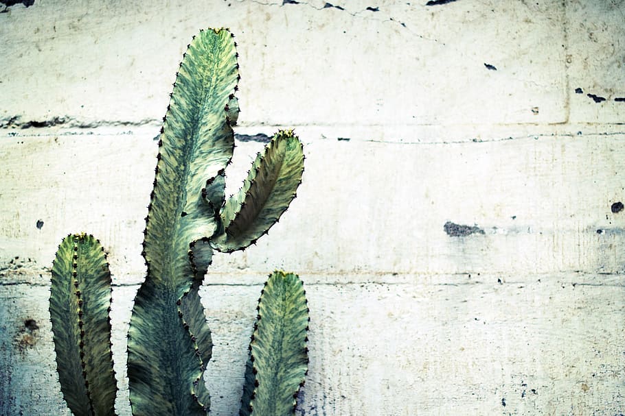 united states, harmony, southwest, plant, decay, cactus, wall, HD wallpaper