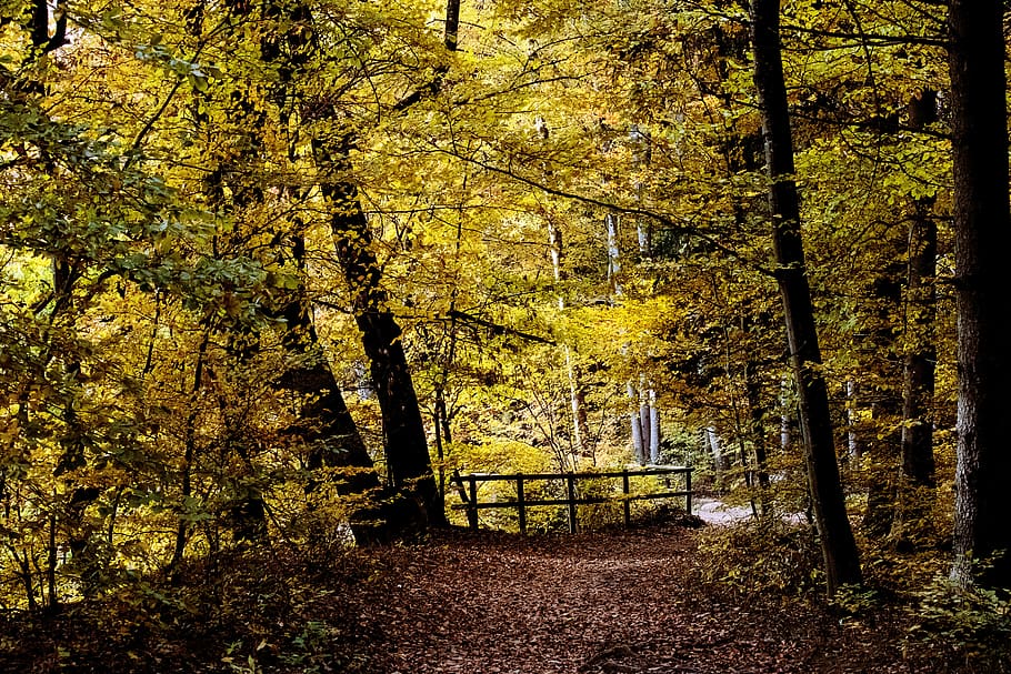 deciduous forest, autumn, fall color, trees, leaves, landscape HD wallpaper