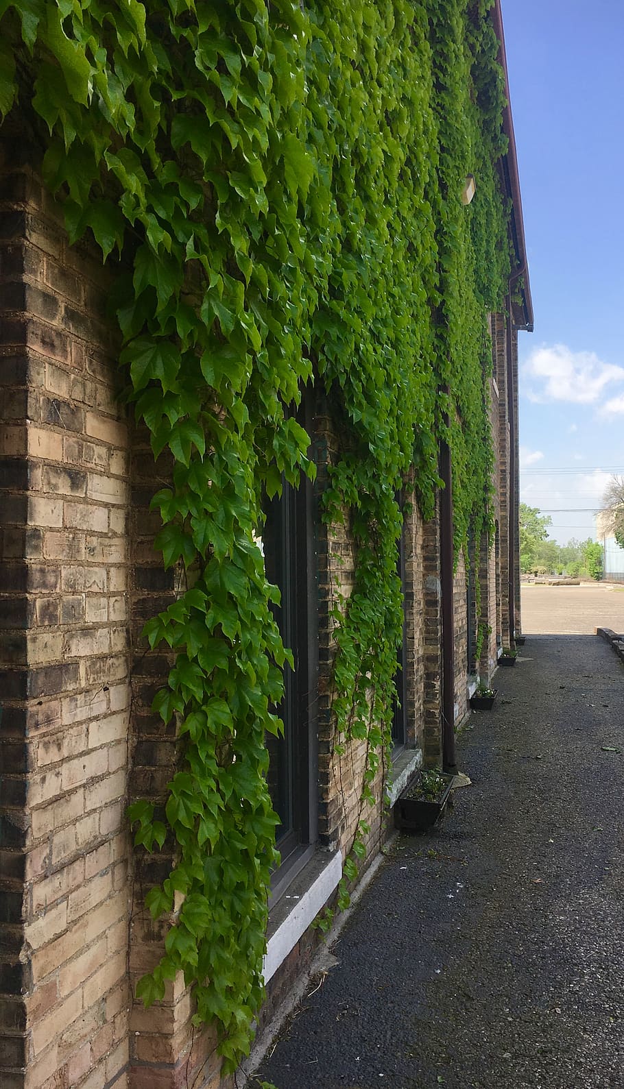 sky, ivy, blue, brick, green, building, window, plant, green color HD wallpaper