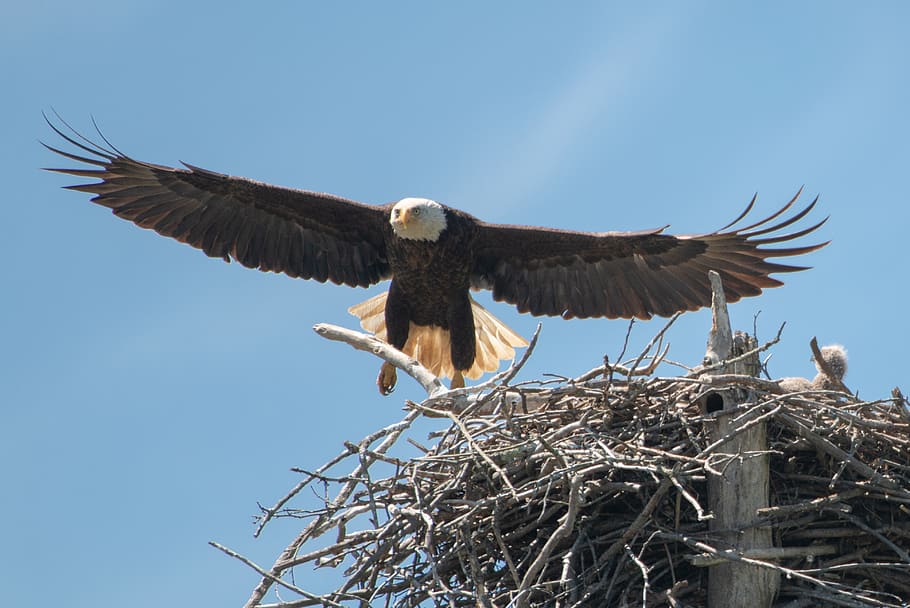 Eagle soaring near nest, animal, bird, henderson, sloughs wildlife management area HD wallpaper