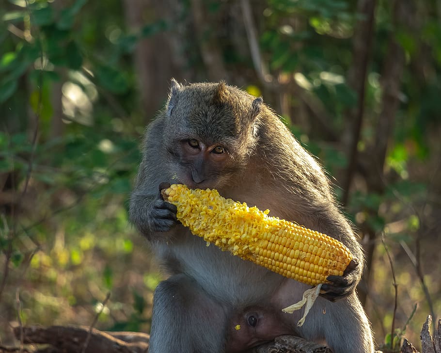 plant, food, vegetable, corn, eating, mammal, wildlife, grain, HD wallpaper