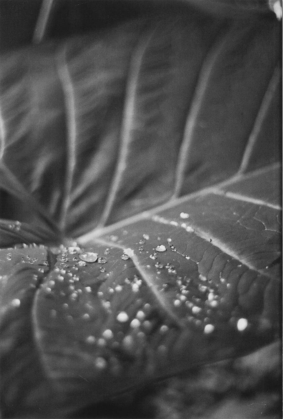 rooszan, selective focus, close-up, no people, full frame, backgrounds HD wallpaper