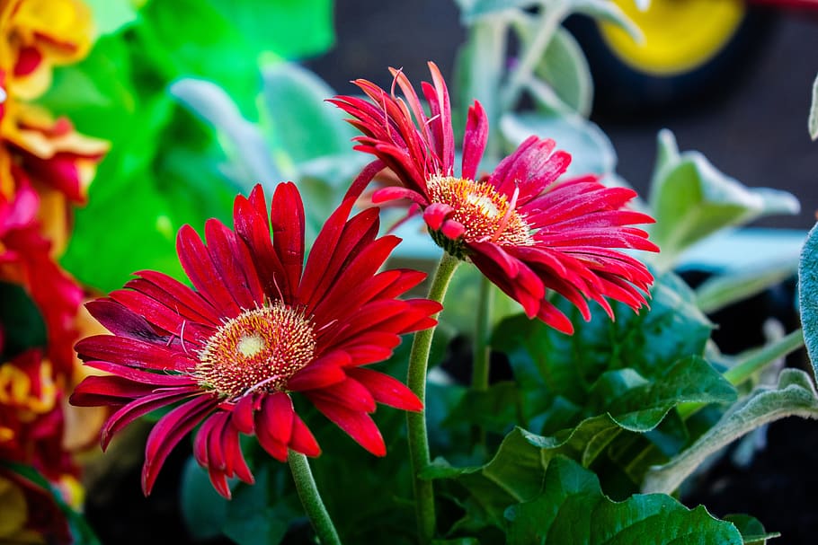 red, flowers, bloom, blossom, plant, nature, petals, garden HD wallpaper